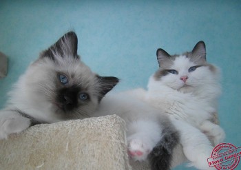 Ginger et son chaton - Igor - 8 semaines - Chatterie Ragdolls du Val de Beauvoir